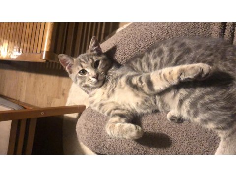 Kedi 4-5 Aylık Kız Yavrumuz