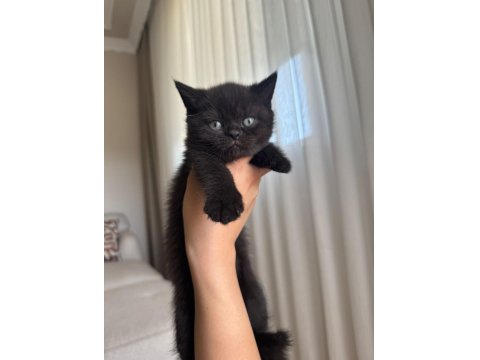 British Shorthair Yavru Kediler