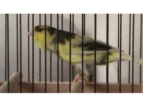 Aygır Gibi Sağlam Harz Roller Ötüm Kanaryaları