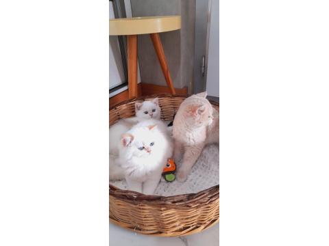 Ny1233 Erkek 3 Aylık Aşılar Ve Kum Parazit Tamam Kediler