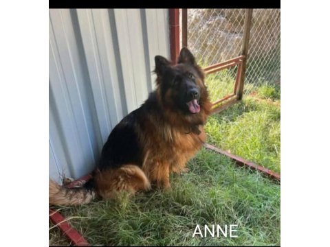 Orjinal Alman Kurdu Yavrusu