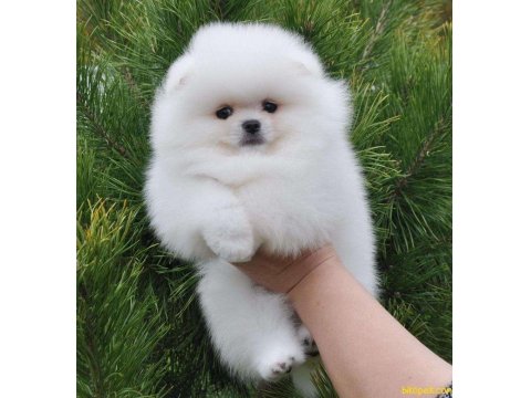 Mersin De Şirin Pomeranian Boo Köpekler