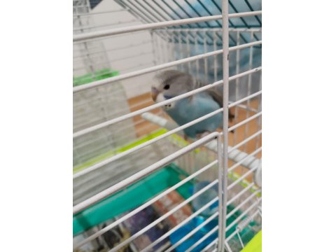 2 Tane Muhabbet Kuşu İkisi De Kafesiyle Beraber Verileccek