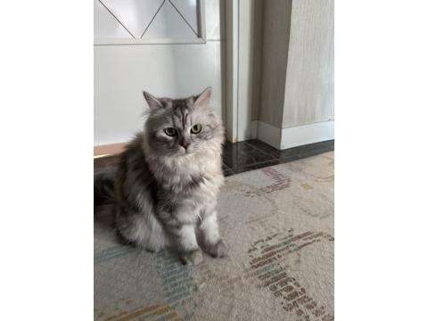 Ücretsiz Sahiplendirme British Longhair