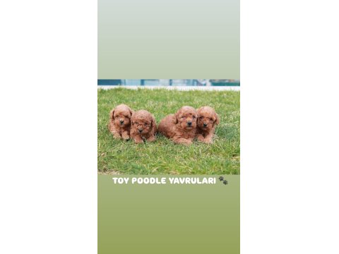 Üst Düzey Red Brown Toy Poodle Yavruları
