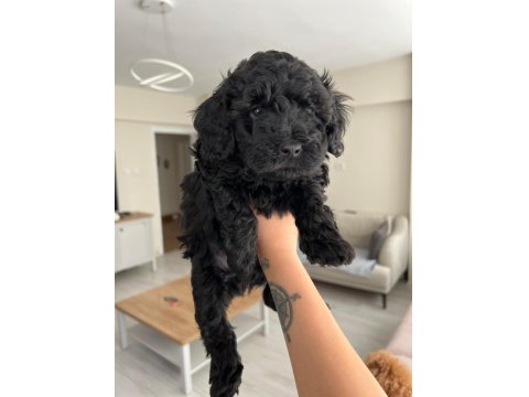 Silver Poodle Yavruları