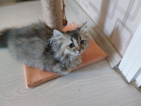 Kedilerini Sahiplendiriyorum