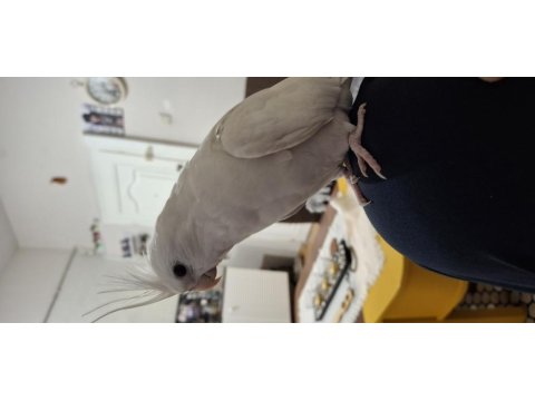 Full Evcil Beyaz Albino Sultan Papağanı