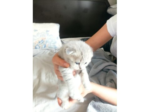 Scottish Fold 24 Nisan Doğumlu 2 Aylık Kediler