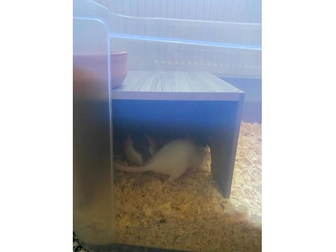 2 Dişi 3 Aylık Dumbo Rat Sadece İzmir İçi Elden Teslim