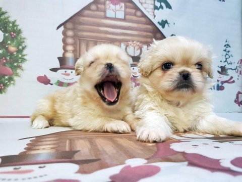 Pekinez Yavru