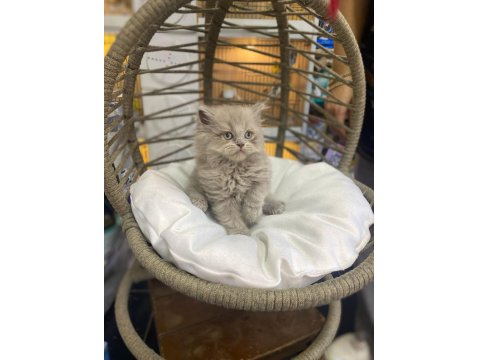 Bebek British Longhair