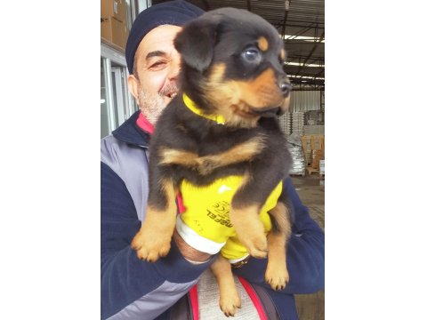 Safkan Dişi Yavru Rottweiler