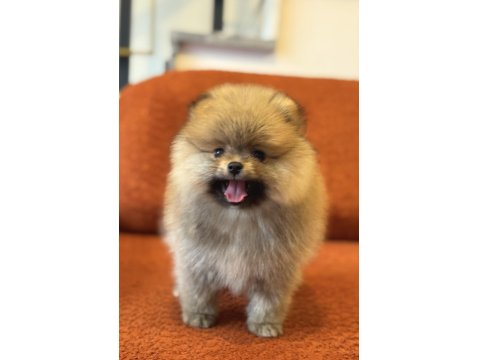 Orange Erkek Pomeranian Boo