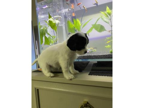 Maltipoo Ve Dachshund Melezi Yavru Bebekler