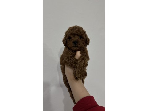 Kore Kan Toy Poodle Cinsi Yavrularımız