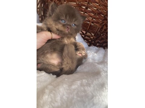 Safkan British Shorthair Bebeklerim