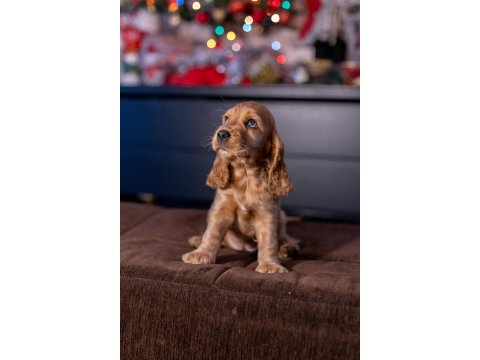 Safkan İngiliz Cocker Spaniel