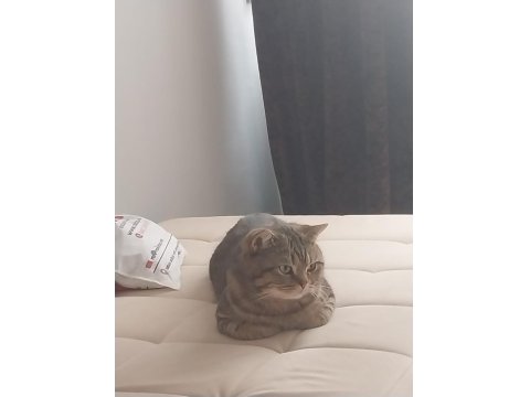 Trabzon İçi Sahiplendirilecek Kedimiz Paşa