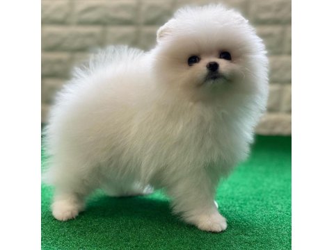 Pomeranian Boo Köpeği Yavruları