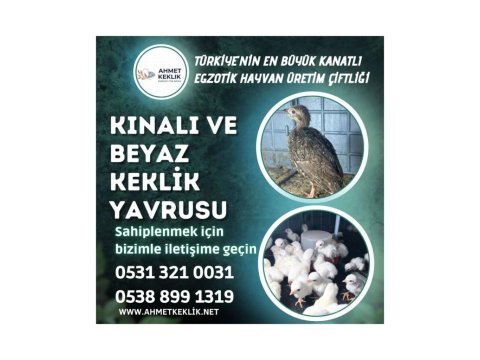 Kınalı Ve Beyaz Keklikler
