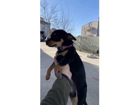 3.5 Aylık Minyatür Pinscher Yavruları