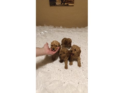 Dişi Ve Erkek Toy Poodle