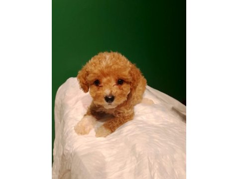 Sevimli Maltipoo Yavrusu Köpeğimiz