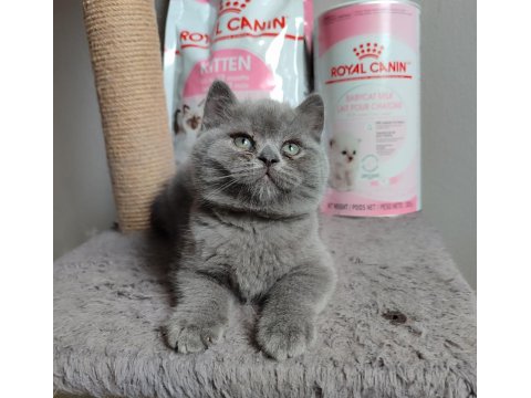 Ayı Surat British Shorthair Son Yavrumuz