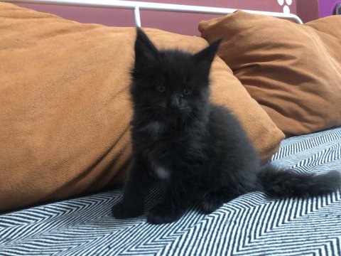 Maine Coon Yavrularımız