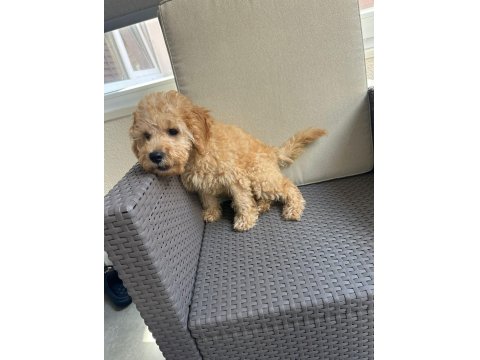 2.5 Aylık Tuvalet Eğitimli Erkek Toy Poodle