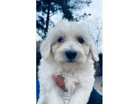 Minik Bir Mutluluk Topu Maltese Terrier
