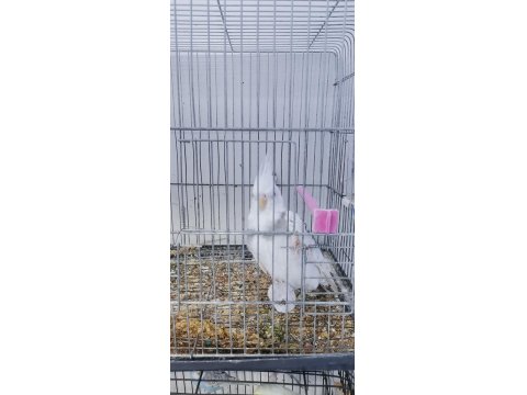 Yavru Erkek Sultan Papağanı