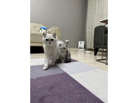 Safkan British Shorthair Ve Scottish Straight Yavrular