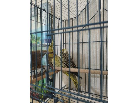 1 Aylık Yeme Alışmış Sultan Papağanları