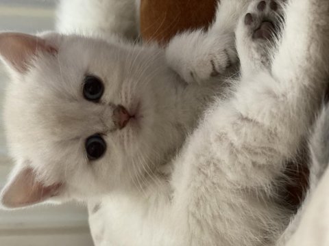Safkan British Shorthair Yavrularımız