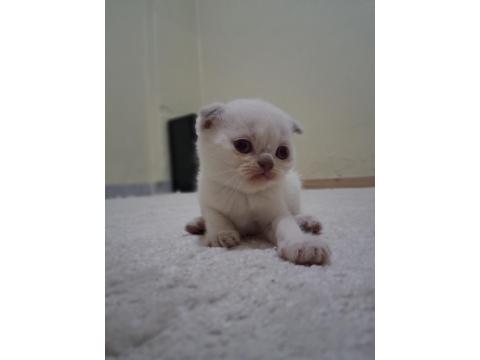 Oyuncu Scottish Fold Bebişler