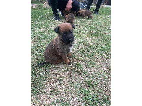 1 Aylık Belçika Malinois Yavru