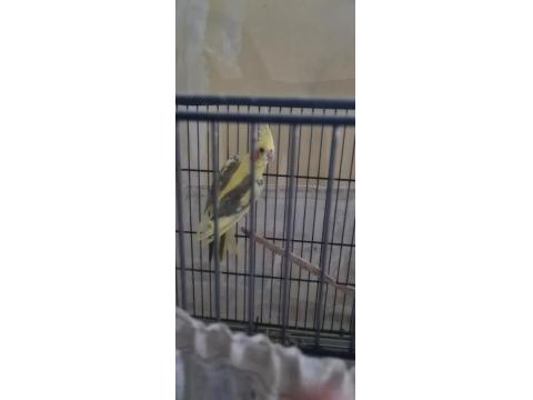 Erkek Sultan Papağanı