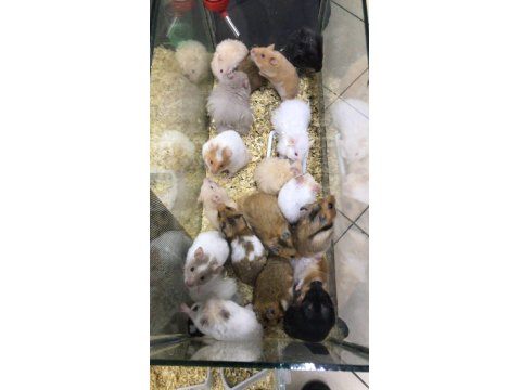Sevimli Suriye Hamsterlar