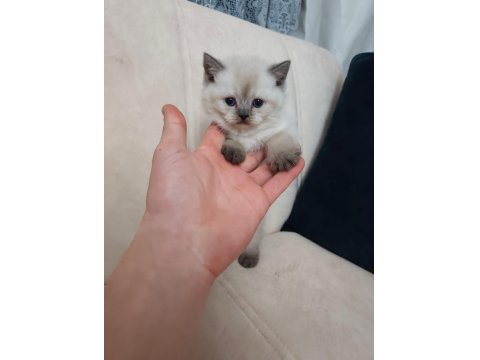 Maviş Kediler Yeni Yuvalarını Arıyor