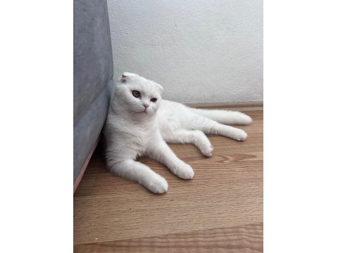 Pamuk Scottish Fold Kedim