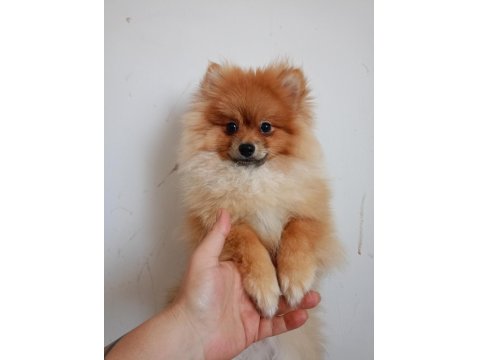 Pomeranian Erkek 5,5 Aylık