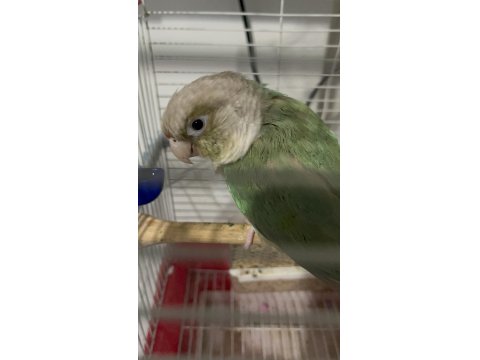 Ful Evcil Konur Papağanı