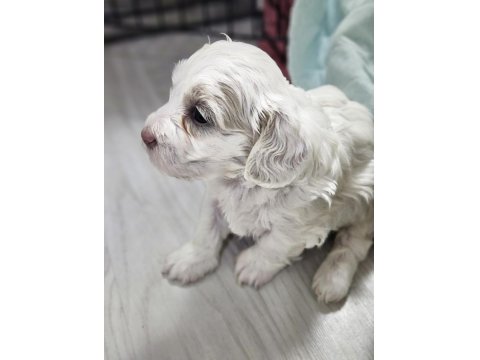 Rezerveye Açık Maltipoo Yavrularımız