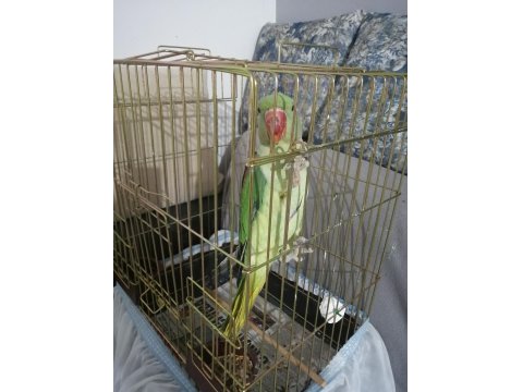 İskender Papağanımız Efe Sahibine Şimdiden Hayırlı Olsun