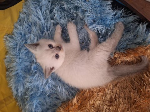 2 Aylık British Shorthair Yavruları