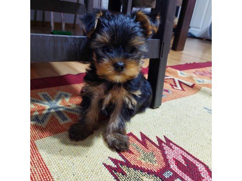 Tea Cup A Şecere 1,5 Kg Garantili Yorkshire Terrier