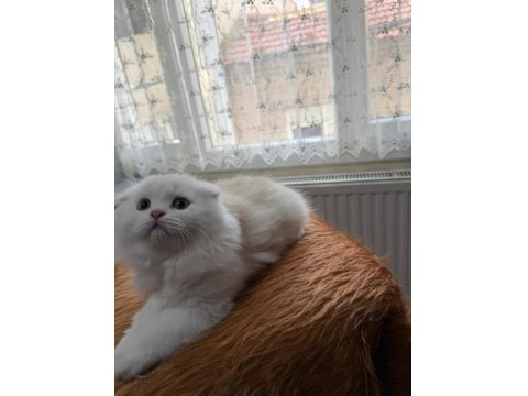 Scottish Fold Longhair Oyuncu Uysal