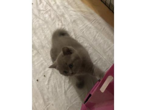 Uyguna Sahiplendirme Kedimiz